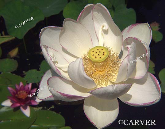 P8028622c11x14Lotus1