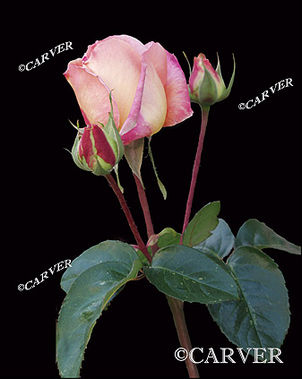 31006_Rose8x10.jpg