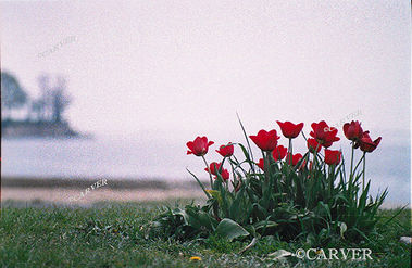 Danes Flowers
Lynch Park is in the background of this shot from Dane St beach in Beverly, MA.
Keywords: Beverly; flower; public garden; garden; sea; beach; photograph; picture; print