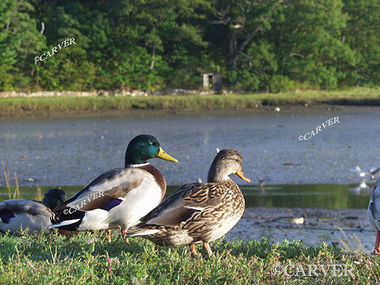 Manchester Ducks
Looking towards the harbor these ducks were photographed in Manchester by the Sea, MA
Keywords: duck; bird; photo; picture; print