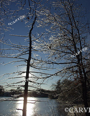 Iced and Sculptured 
A brilliant January sun shines through the branches of an ice covered tree. From Hoods Pond.
Keywords: Ice; winter; photograph; picture; print