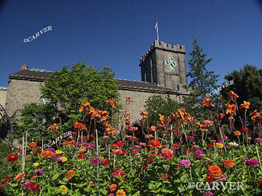 Petals and Stone
Flowers bloom in the Garden at the Ropes Mansion in Salem, 
The First Church looms behind.
Keywords: salem; flowers; stone; church; ropes mansion; photograph; picture; print