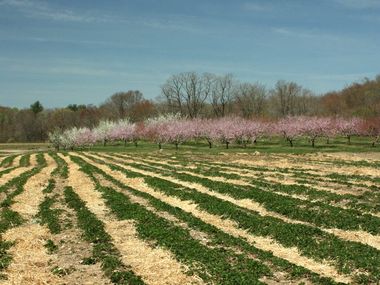 Spring at Connors Farm
Cherry blossoms form a backdrop to the freshly planted rows.
