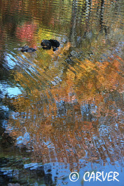 BlackRocks
A few darkened boulders contrast with the bright foliage 
reflected in this photograph from West Boxford, MA.
Keywords: fall; reflection; autumn; colors; pond; trees; foliage; picture; photograph