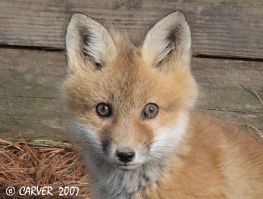 Red_Fox_5993635_carver.jpg